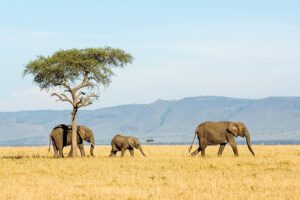 Everyone’s guide to an unforgettable Tanzania safari